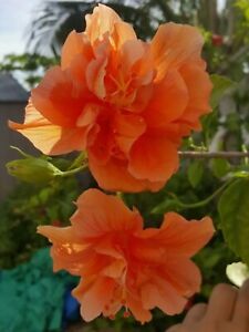 TROPICAL DOUBLE ORANGE HIBISCUS WELL ROOTED 5 TO 7 INCHES LIVE PLANT