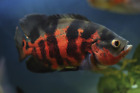 Red Tiger, Black Tiger  Live Fish: 1 Oscar (2-3