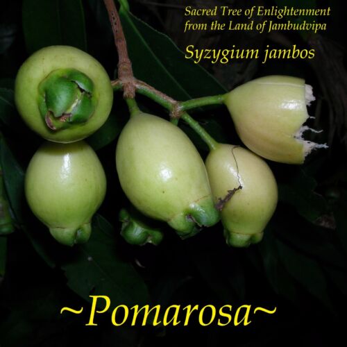 ~POMA ROSA~ SACRED FRUIT TREE Syzygium Jambos ROSE APPLE Live small Potd Plant
