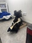 Nice Fluffy Skunk Taxidermy Mount Standing