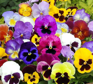 PANSY MIX Heirloom Garden Viola Pollinators GroundCover Edible Non-GMO 100 Seeds