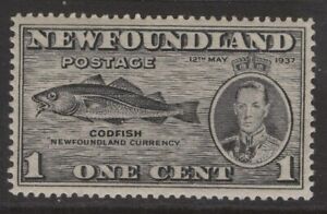 NEWFOUNDLAND 233 SG 257 NSSC 216VII 1937 1c KGVI LONG CORONATION LP13.9x13.9 MPH
