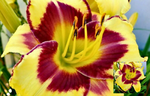 Daylily El Desperado Bare roots Pollinator Friendly Perennial Returns every year