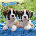 Browntrout Boxer Puppies 2024 12 x 12 Wall Calendar w