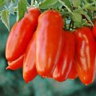 San Marzano Tomato Seeds, NON-GMO, ORGANIC, HEIRLOOM - Free Shipping!