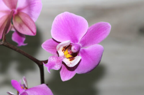PHALAENOPSIS SCHILLERIANA SMALL ORCHID MOUNTED