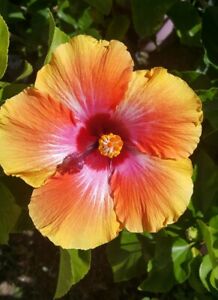 EXOTIC HAWAIIAN SUNSET~FIESTA HIBISCUS STARTER LIVE PLANT 3 TO 5 INCHES TALL