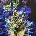 New ListingTue Thirstysreef Acropora Coral BigR Walt Disney 1/2