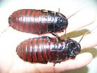 1 pair Giant Hissing roach,dubia alturnative,reptile,feeder,insect,bug,school