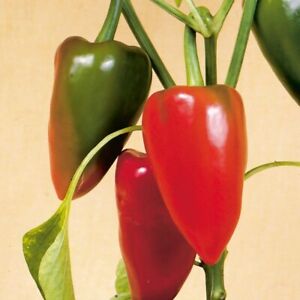 Pimento Pepper Seeds | Non-GMO | Free Shipping | Seed Store | 1019