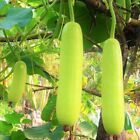 Long Calabash Gourd Seeds | Bottle Dudhi Opo Upo Melon Bird Asian USA Seed 2024