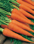 Danvers Carrot Seeds 1000+ Vegetable Garden NON-GMO USA SELLER FREE SHIPPING