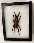 Tarantula Spider Taxidermy in Riker Mount Frame 8.25 X 6.25