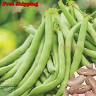 Contender Bush Bean SEEDS | Vegetable Seeds