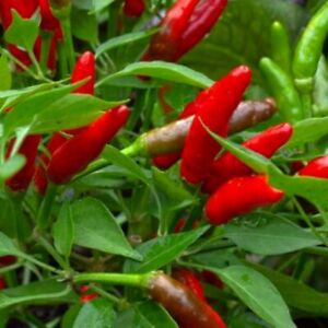 Bird's Eye Chili Pepper Seeds  | NON-GMO | Heirloom | Fresh Garden Seeds