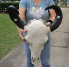 Asian Water Buffalo Skull with 19-20 inch horns from India taxidermy #48658