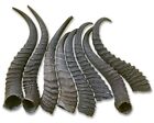 1 Springbok Horn, Dog Chew Springbok Horn Approx Size: 9 to 11 inches long