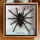 Real Framed Spider Tarantula Insect Bug Taxidermy Decor Vintage Birthday Gift
