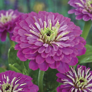 Giant Royal Purple Zinnia Flower Seeds