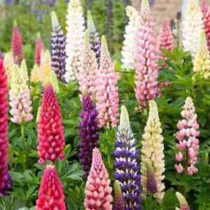 Russell Lupine Seeds | Non-GMO | Free Shipping | Seed Store | 1254