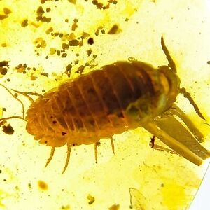 Fossil amber Insect burmite Burmese Cretaceous Pillworm  Insect Myanmar
