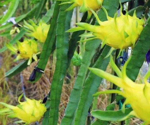 Hylocereus megalanthus | Yellow Dragon Fruit | Pitaya | 30 Seeds
