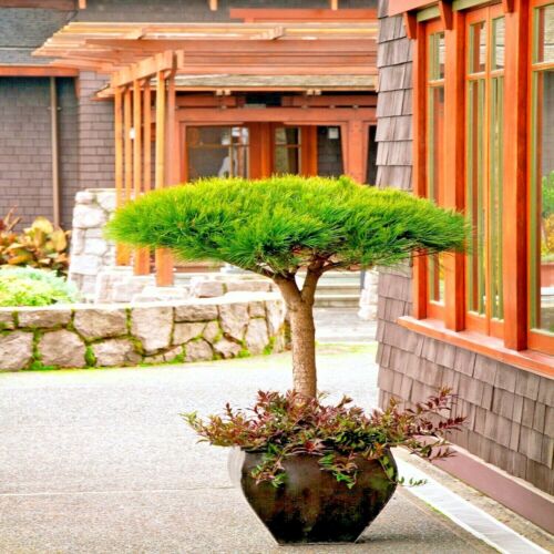 10 Japanese Red Pine (Pinus densiflora) Tree Seeds Evergreen Landscape or Bonsai