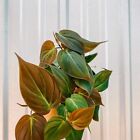 Philodendron Micans LIVE Houseplant Free Shipping