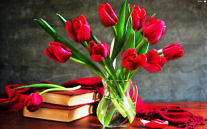 Red Tulip Bulbs| Prechilled Bulbs | Indoor Forcing| Ready to Grow Indoor/Outdoor