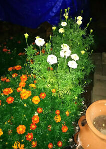 FRENCH VANILLA Marigold Seeds - Flower Garden - Companion Planting