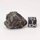 Sikhote-Alin Meteorite | 26.8 Grams | Individual | Iron IIAB | Shrapnel