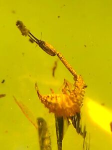 Fossil amber Insect Burmese burmite Cretaceous rare fly larva Myanmar