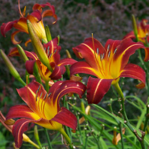 Daylily Autumn Red 25 Bare Root Plants