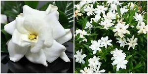 Frost Proof Gardenia  Live Plant - Great Fragrance - Evergreen 7 to 10