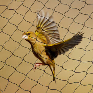 100'X50' Bird Netting for Bird Poultry Aviary Game Pens Net Anti Bird Netting US