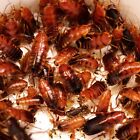 25x Red Runner Roaches 3/4,” Turkestan Blatta Lateralis, Live Feeder Insects