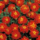 Marigold- Red- 50 Seeds- BOGO 50% off SALE