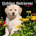 Browntrout,  Golden Retriever Puppies 2024 Mini Wall Calendar
