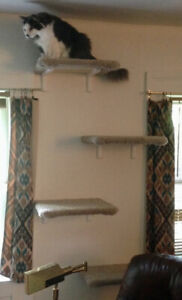 Wall-mounted cat shelf—custom made. Bonus Hammock. See Description For Details