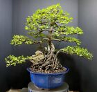 Bonsai Tree Chinese Elm Exposed root over rock 20” tall Blue Glazed Korean Pot