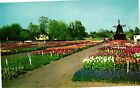 Vintage Postcard- Tulips, Lakewood Blvd. Holland, MI 1960s