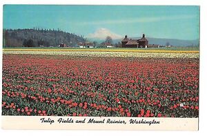 TULIP FIELDS Orting Flowers MOUNT RAINIER National Park  WASHINGTON Postcard WA