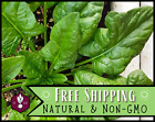 1500+ Spinach Seeds [Viroflay] Vegetable Gardening Seed, Heirloom, Non-GMO, USA