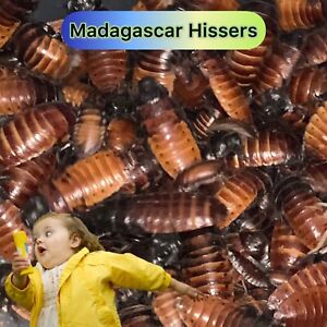 Madagascar Hissing Cockroach Starter Colony - 100+ Adults, Juveniles, Nymphs