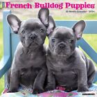 Willow Creek Press,  Just French Bulldog Puppies 2024 Wall Calendar
