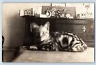 Cat Kitten Postcard RPPC Photo Candid Dining Room Interior c1910's Antique
