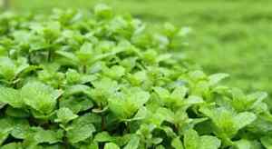 Mint Herb Seeds - Peppermint - Spearmint Seeds - USA Grown - Non Gmo
