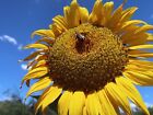 25+ Mammoth Grey Stripe Sunflower Seeds - Huge - Giant - Large Sunflowers -FRESH