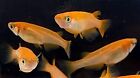 MEDAKA (YoKiHi) 2023 LARGE - 3 California Bred freshwater Japanese rice fish