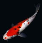 Live koi fish 10-11
